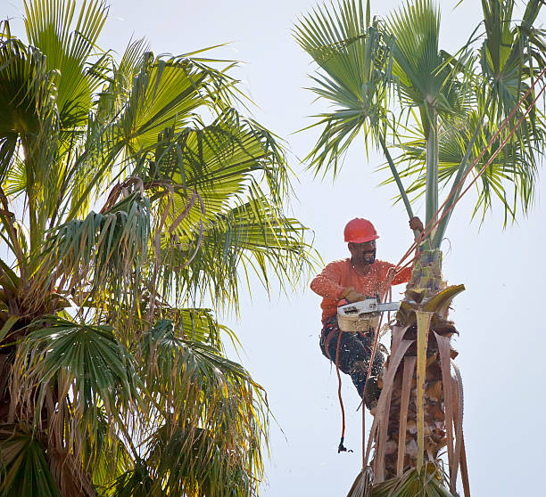 Professional Tree Removal in Lone Star, TX